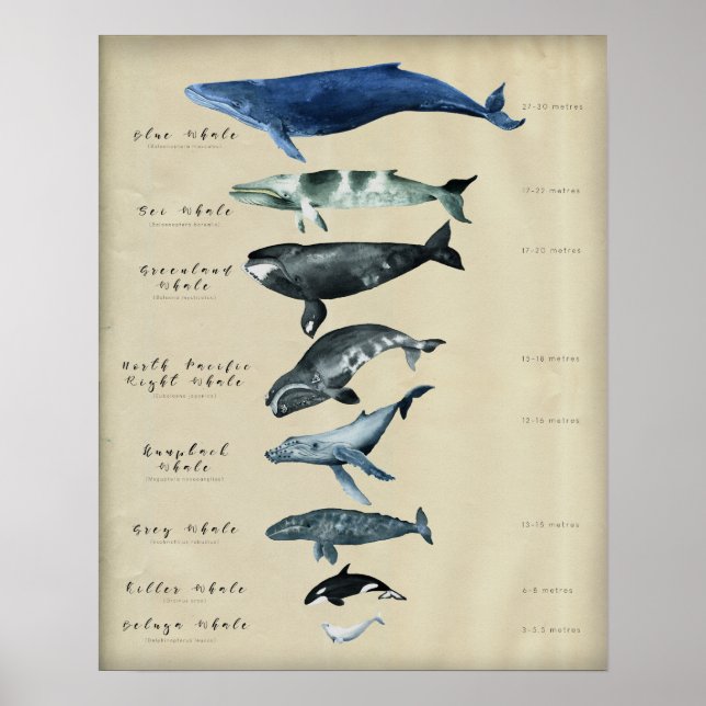 Whalenkarte Poster (Vorne)