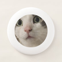 Silas le chat Frisbee