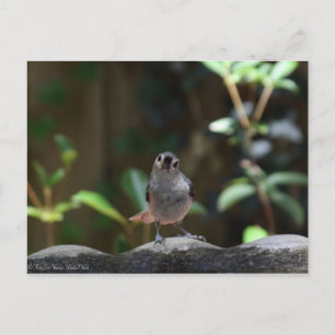 Whatcha Doin Postkarte