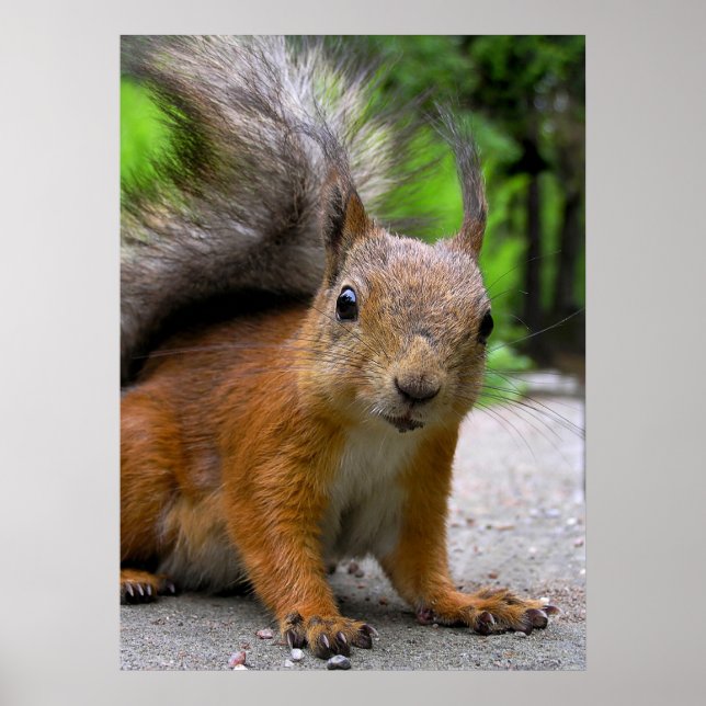 Whatcha Got? Poster (Vorne)