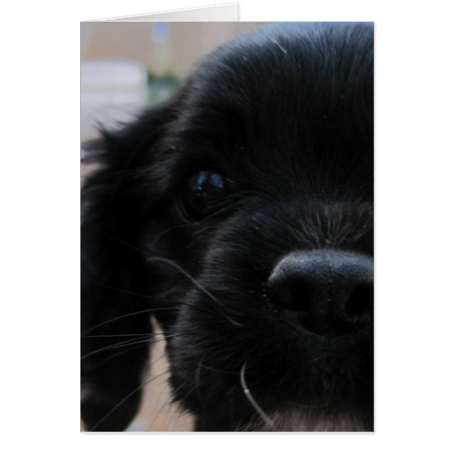 Whatchaupto (Devant)