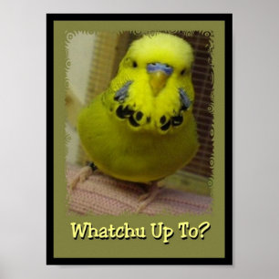 Whatchu bis 3 poster