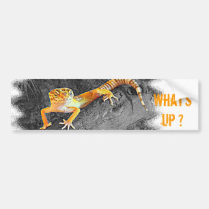 What's up? Gecko, leopard gecko, Autoaufkleber
