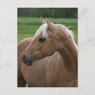 Whatzlin Jac Postkarte