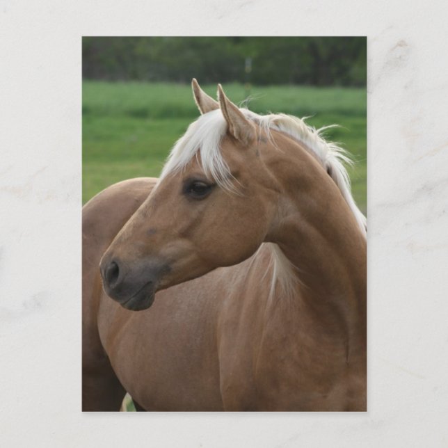 Whatzlin Jac Postkarte (Vorderseite)