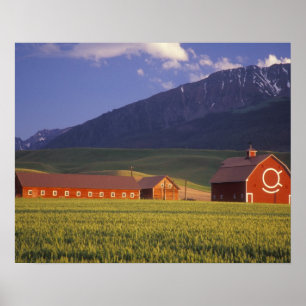 Wheat field in the Wallowa Valley, Just outside Poster