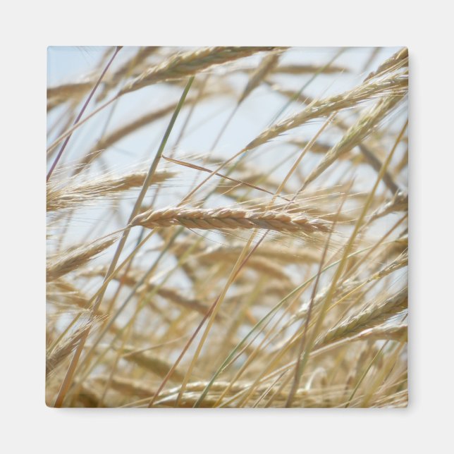 Wheat & Sky Magnet (Vorne)