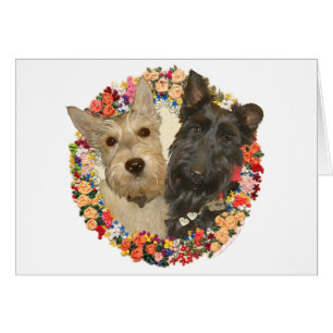 Wheaten & Black Scotties