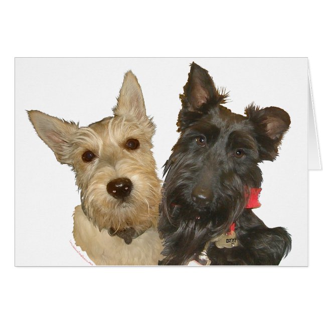 Wheaten & Black Scotties (Vorderseite (Horizontal))
