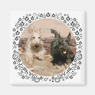 Wheaten & Black Scotties laufen Magnet