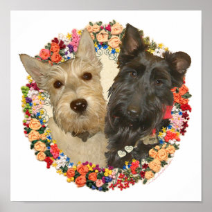 Wheaten & Black Scotties Poster