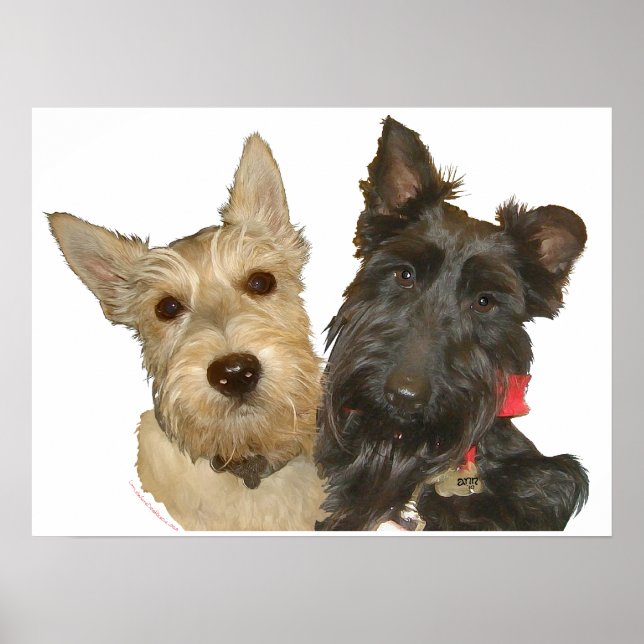 Wheaten & Black Scottish Terriers Poster (Vorne)