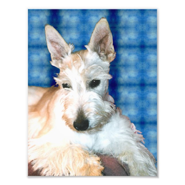 Wheaten Scottie Foto Print (Vorne)