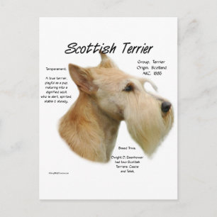 Wheaten Scottie History Postkarte