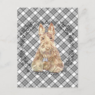 Wheaten Scottie Tartan Postkarte