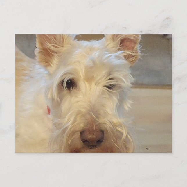 Wheaten Scottish Terrier Postkarte (Vorderseite)