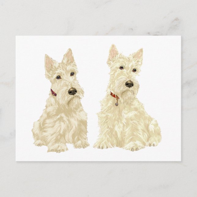 Wheaten Scottish Terriers Postkarte (Vorderseite)