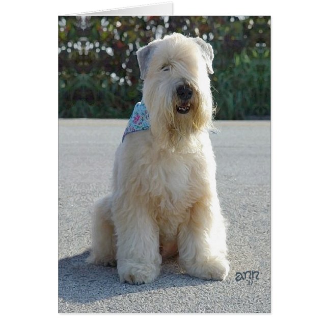 Wheaten Terrier (Vorne)