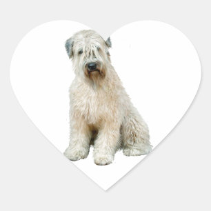 Wheaten Terrier (C) Herz-Aufkleber