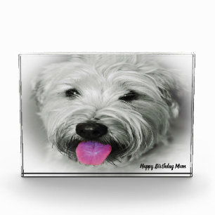Wheaten Terrier Hund. Fotoblock