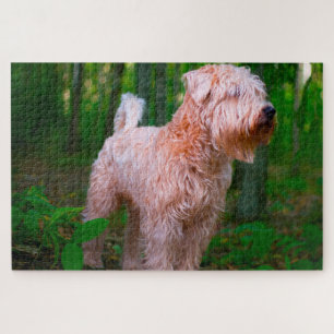 Wheaten Terrier Hund Puzzles.