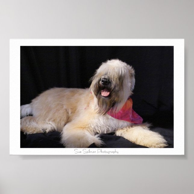 Wheaten Terrier Poster (Vorne)