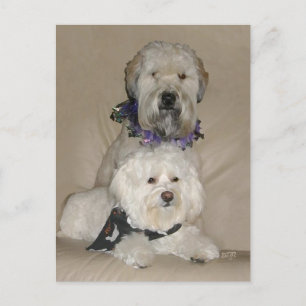 Wheaten Terrier und Havanese Postkarte