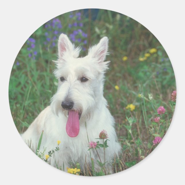 Wheaton Scottish Terrier Runder Aufkleber (Vorderseite)