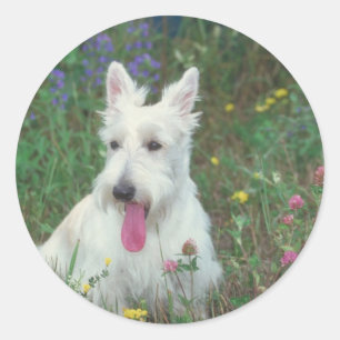 Wheaton Scottish Terrier Runder Aufkleber