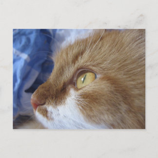 Where Are You Looking At? Postkarte