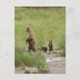 Where we going mom, Brooks Falls Alaska Postkarte