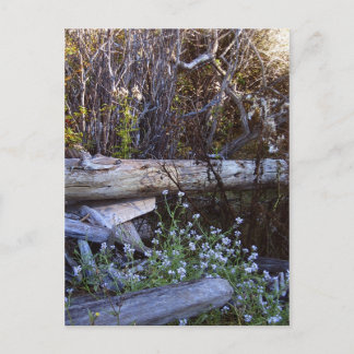 Whidbey Island 1 Postkarte