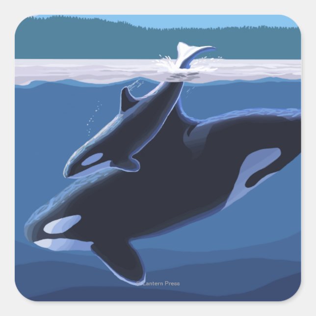 Whidbey Island, Washington Orca und Calf Quadratischer Aufkleber (Vorderseite)