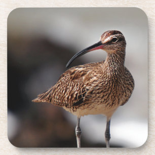Whimbrel Getränkeuntersetzer