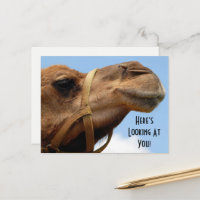 Whimsical "Here's Looking At You" Camel Gruß