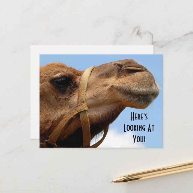 Whimsical "Here's Looking At You" Camel Gruß Postkarte (Vorderseite/Rückseite Beispiel)