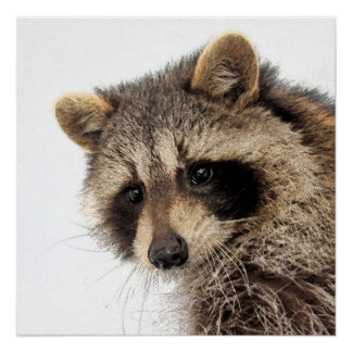 Whimsical Raccoon Glossy Poster