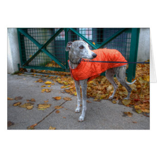 Whippet à la mode