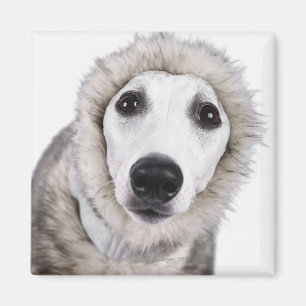 Whippet Hundetragender Pelzmantel, Studioschuß Magnet