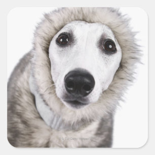 Whippet Hundetragender Pelzmantel, Studioschuß Quadratischer Aufkleber