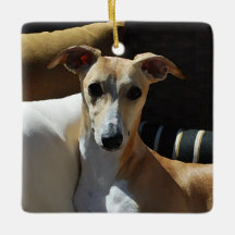 Whippet