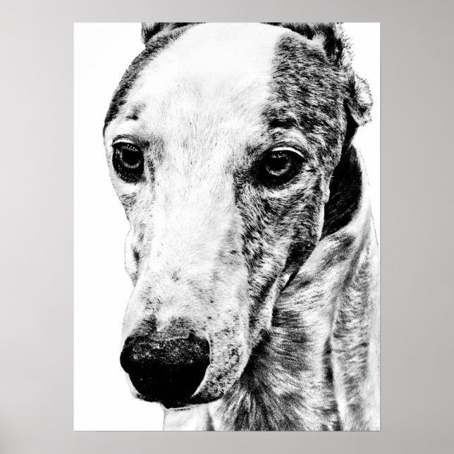 Whippet Poster (Vorne)