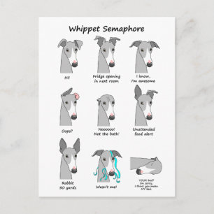 Whippet Semaphore Postkarte