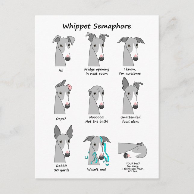 Whippet Semaphore Postkarte (Vorderseite)