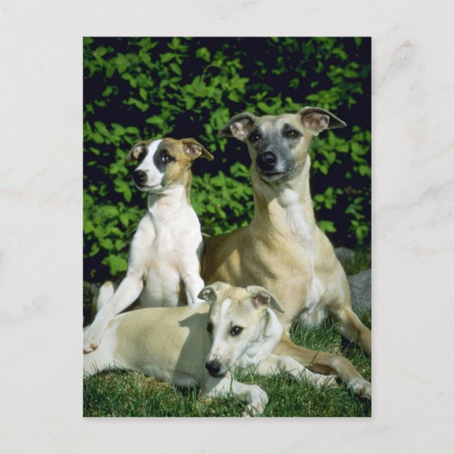 Whippet und Jungtiere Postkarte (Vorderseite)