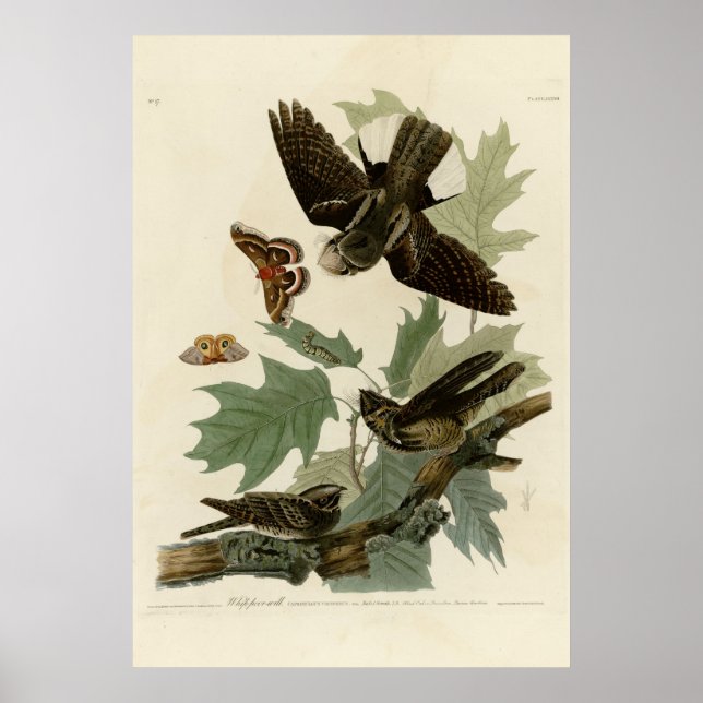 Whippoorwill Poster (Vorne)