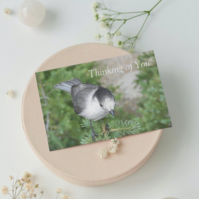 Whiskey Jack photo Penser de vous carte blanche (In Situ)