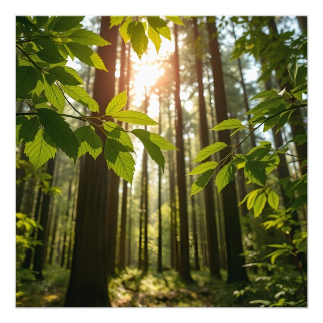 Whispering Forest Fotodruck (Vorne)