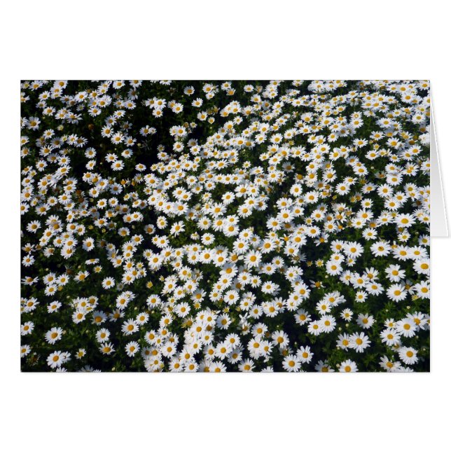 White (Devant horizontal)