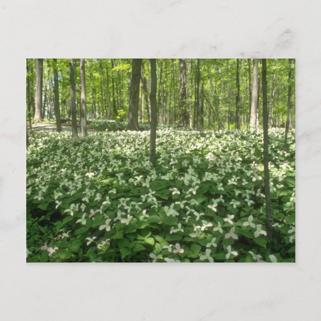 White A field of trilliums, Niagara Falls Blume Postkarte (Vorderseite)